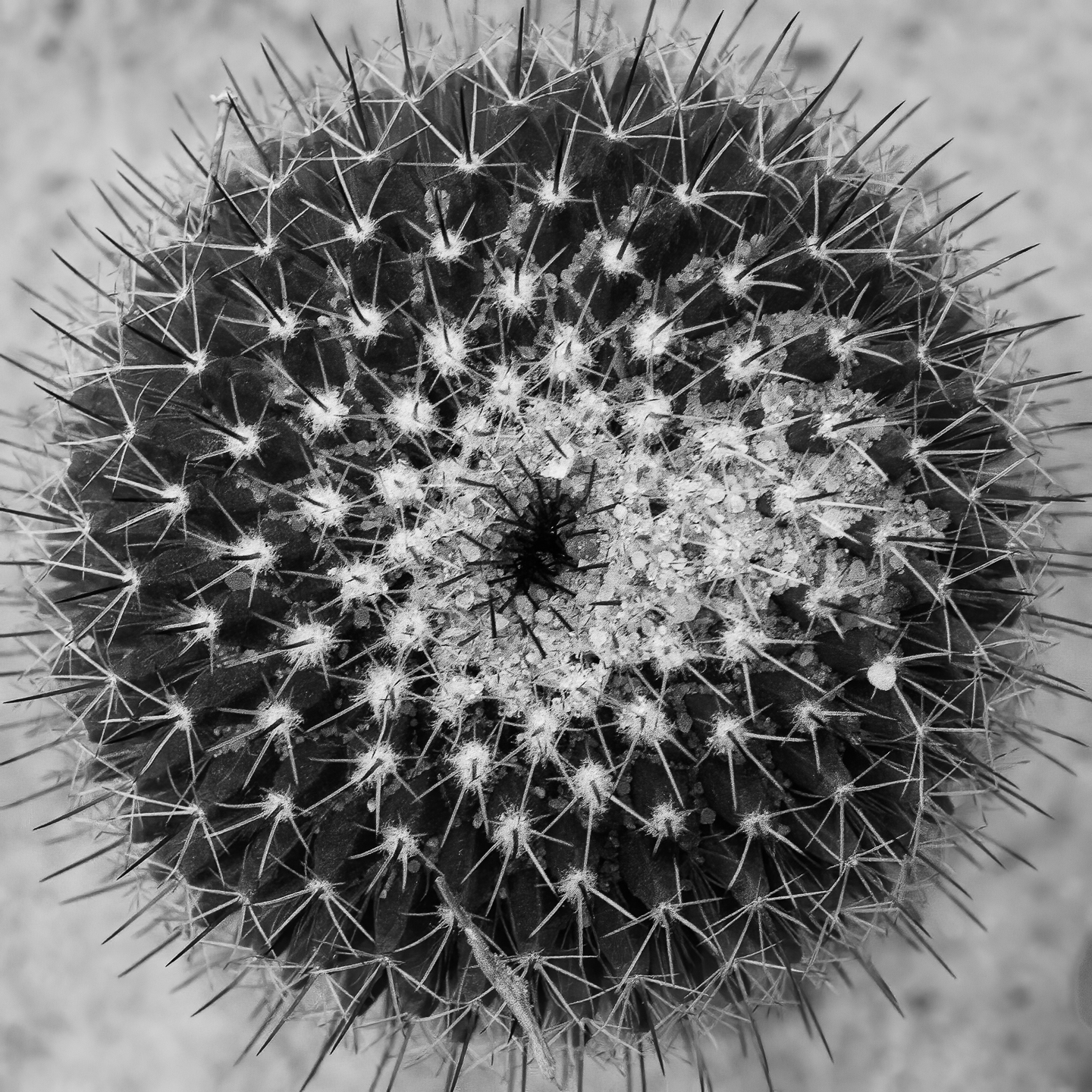 2nd PrizeOpen Mono In Class 1 By Jim Cotter For Natures Pincushion DEC-2020.jpg